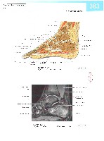 Sobotta  Atlas of Human Anatomy  Trunk, Viscera,Lower Limb Volume2 2006, page 390